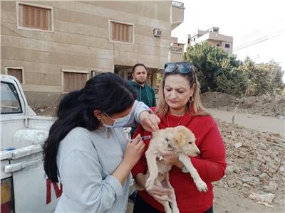 «شارع اليف» مبادرة شبابية تجوب قرى المنوفية لتطعيم الكلاب الضالة ضد السُعار