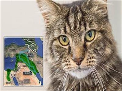 دراسة تكشف عن تاريخ أول قطط مستأنسة تعود إلى 12 ألف سنة