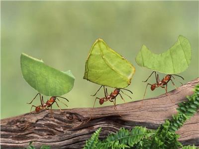 «مجتمعات النمل».. تعاون مذهل قائم على حاسة الشم