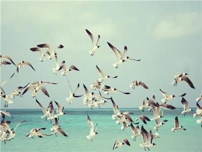  البيئة: مصر ثاني أهم مسار لهجرة الطيور عالمياً