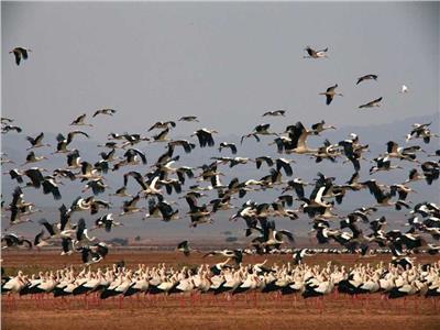 «المركزية للتنوع البيولوجي» تكشف دور مهرجان تصوير الطيور المهاجرة في دعم السياحة
