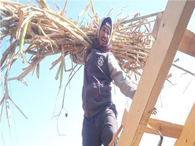 فرحة الحصاد.. مزارعو القصب في أسوان يحتفلون بزيادة سعر الطن| فيديو