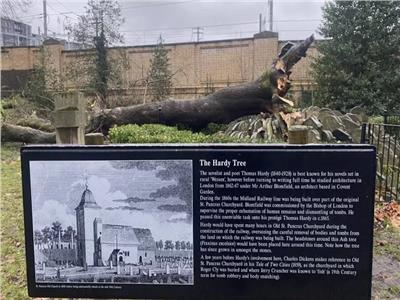 شجرة الأموات.. عمرها 150 عاما ولم تستطع الصمود أمام عاصفة لندن