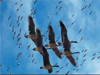 «سوق واعد للسياحة البيئية».. «الجبالي»: 500 مليون طائر مهاجر تمر على مصر| فيديو