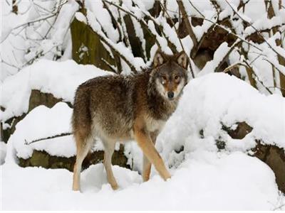 في أكبر عملية صيد.. السويد تسمح بقتل 460 ذئبًا متجولًا