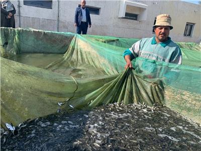  إلقاء 100 ألف زريعة من أسماك مبروك الحشائش في نهر النيل 
