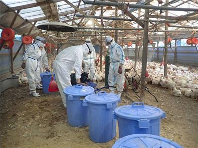 اليابان: إعدام 10 ملايين دجاجة بسبب إنفلونزا الطيور