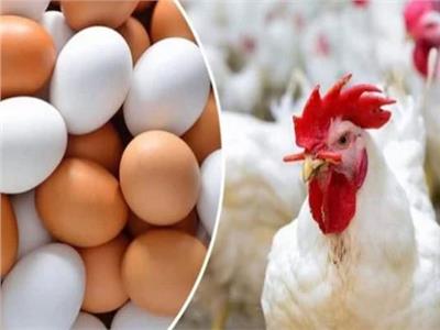 «الثروة الداجنة»: الدواجن في المزرعة بـ 54 جنيهاً .. وطبق البيض بـ 86
