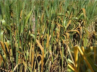 خبير مناخ يحذر مزارعي القمح من «الصدأ الأصفر»