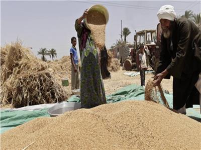 الإصلاح الزراعي: زيادة سعر توريد القمح يحقق هامش ربح جيد للفلاح