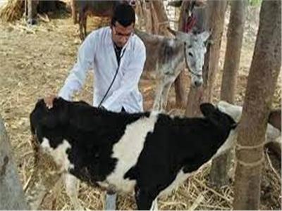 انطلاق الحملة القومية للتحصين ضد الجلد العقدي للأبقار وجدري الضأن بالقليوبية