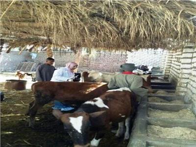 انطلاق فعاليات حملات تحصين الأبقار ضد مرض التهاب الجلد العقدي بأسوان 