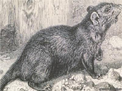 دراسة: الفئران بريئة من انتشار مرض الطاعون الأسود