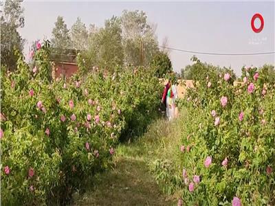 شاهد| تقرير عن الورد الدمشقي: نبتة ميزت سوريا منذ آلاف السنين