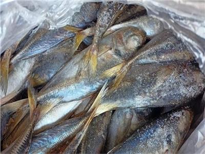 ضبط 3.5 طن أسماك مجمدة مجهولة المصدر بمحافظة القليوبية