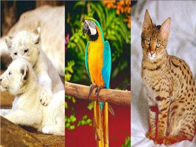 الببغاء وقطط السافانا الأبرز.. أغلى 5 حيوانات أليفة في العالم
