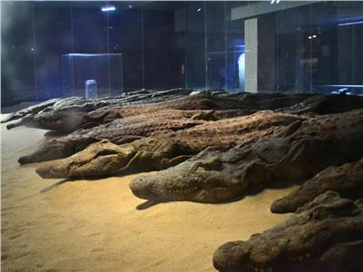 متحف التمساح بأسوان يحتفل بالذكرى 12 لافتتاحه 