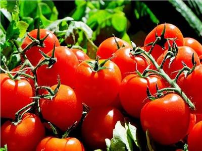 الزراعة: 51 ألف طن صادرات محصول الطماطم العام الماضي