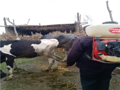 «بيطري البحيرة»: الكشف وصرف العلاج بالمجان لعدد 500 رأس ماشية بالرحمانية