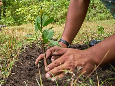 التنمية المحلية: زراعة 4 ملايين و347 ألف شجرة في المحافظات    
