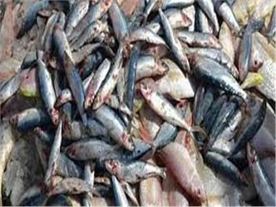 «تموين القليوبية» تضبط 7 أطنان سمك ماكريل مجهول المصدر