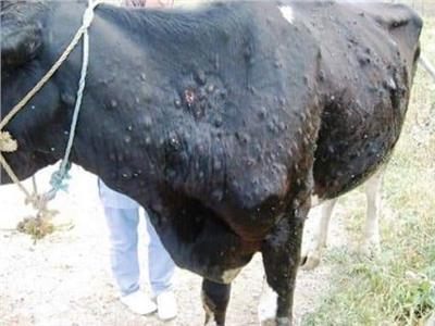 «الزراعة» تكشف أعراض فيروس «هيربس» وخطورته على الثروة الحيوانية