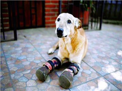 كلب قُطعت ساقيه مرشح للقب «أفضل حيوان أليف»
