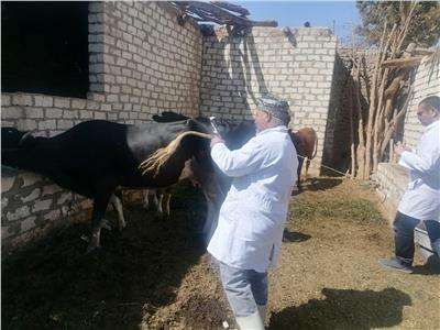 مديرية الطب البيطري: قافلة طبية بيطرية لتحصين 550 رأس ماشية بالأقصر ‎‎