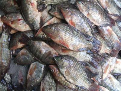         استقرار أسعار الأسماك في سوق العبور اليوم 