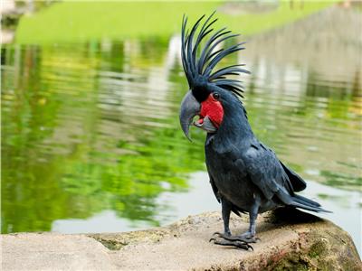 «كاكابو» الأبرز.. أغرب أنواع الطيور في العالم