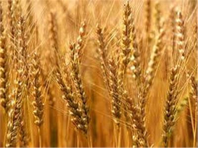 الزراعة 7 توصيات فنية لمزارعي محصول القمح خلال شهر مارس