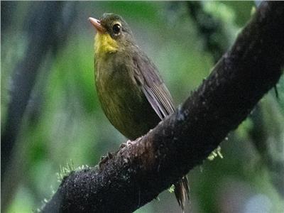 بعد انقراضه 24 عامًا .. اكتشاف طائر غامض في مدغشقر