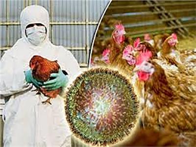 إنفلونزا الطيور.. فزع عالمي جديد