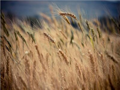 أستاذ تغيرات مناخية: استمرار التلوث قد يؤثر على محصول القمح في العالم