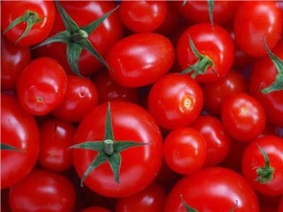الزراعة: ننتج 10.8 مليون طن طماطم سنويًا| خاص