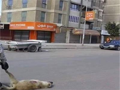 حبس المتهم بتعذيب كلب بـ«كرباج» في العمرانية