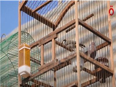 نجار في الموصل يصنع أقفاصًا للطيور تمنحهم مساحة للطيران واللعب | فيديو