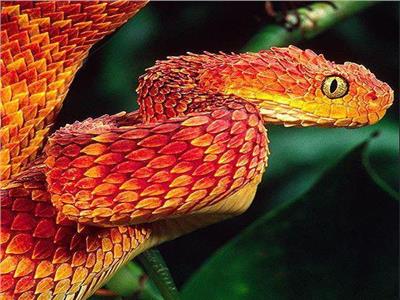الصور| أغرب 6 أنواع للثعابين حول العالم.. أبرزها التنين 