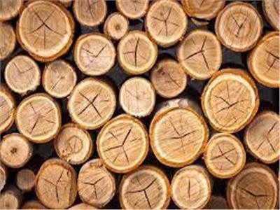 «الإحصاء»: 29.9 مليون دولار صادرات مصر من الأخشاب عام 2022