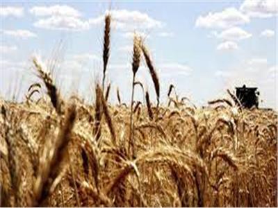روسيا تطلب سعراً مرتفعاً لصادرات القمح .. ووقف مؤقت محتمل