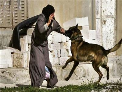 «زراعة النواب»: حظر اصطحاب الكلاب لمن يقل عمره عن 16 عامًا