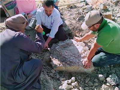 فريق بحثي بجامعة القاهرة يكتشف سلحفاة نهرية عمرها أكثر من 70 مليون سنة 