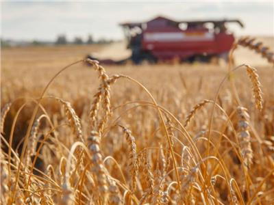 النائب أحمد نويصر يطالب بتنفيذ توجيهات السيسي في زيادة إنتاج القمح