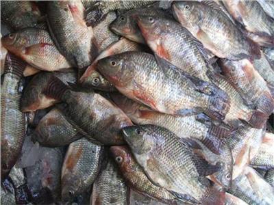 أسعار الأسماك في سوق العبور اليوم 3 أبريل 2023