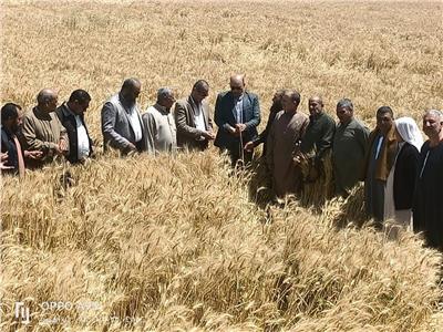 «الزراعة» تناشد الفلاحين بتوريد محصول القمح إلى مراكز التجميع بالمحافظات 