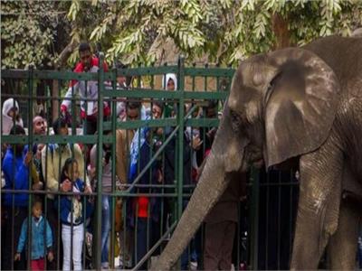 رئيس حدائق الحيوان يكشف حقيقة زيادة أسعار تذاكر الدخول 