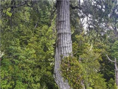 عمرها 5 آلاف سنة.. أكبر شجرة في العالم في تشيلي