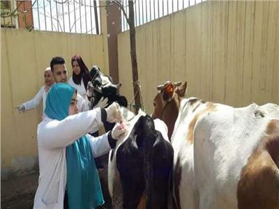 «البحوث الزراعية» ينظم قافلة بيطرية مجانية لعلاج الماشية في شمال سيناء