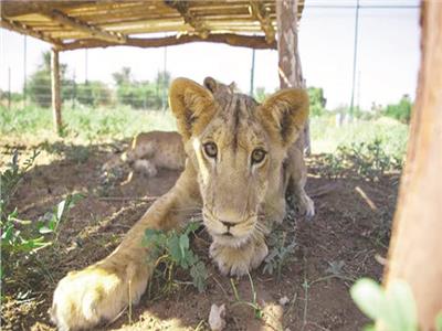 بسبب أحداث السودان .. 25 أسدًا جائعًا في حديقة الحيوان