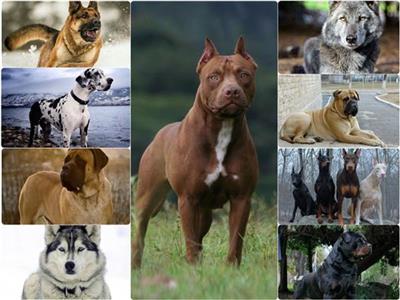 بعد قانون حيازة الحيوانات الخطرة.. احذر 10 كلاب «الأكثر شراسة» |صور وفيديو